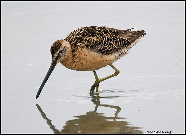 _1SB6408 marbled godwit.jpg